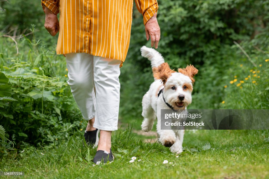 Unrecognisable Senior Woman Walking Her Cavapoo Dog