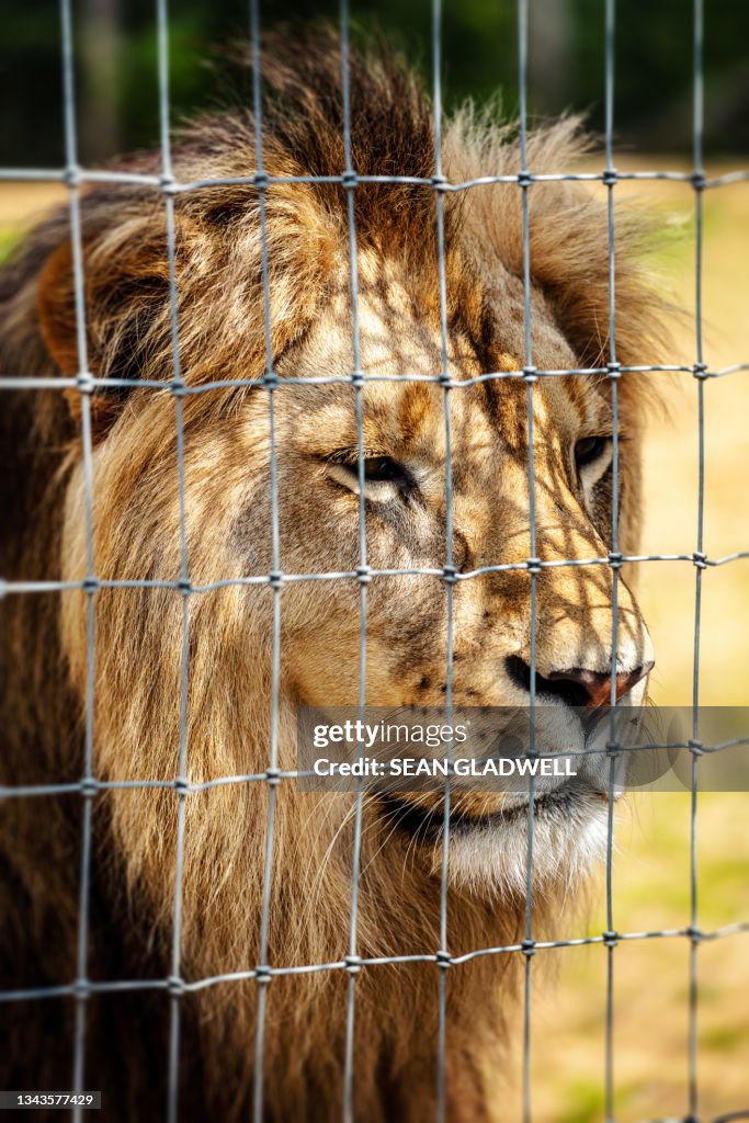 Lion staring through fence