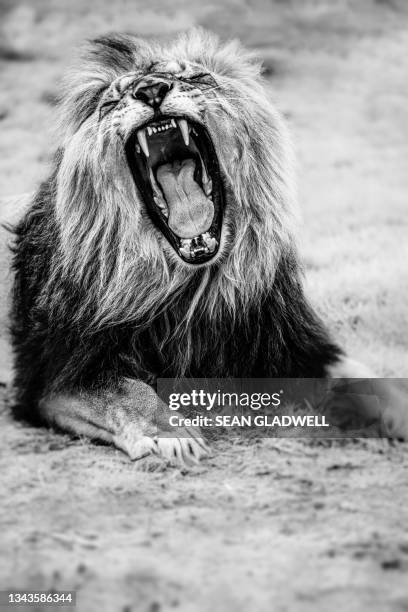 lions roar - lion black and white stock pictures, royalty-free photos & images