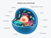 3d rendering of animal cell with organelles