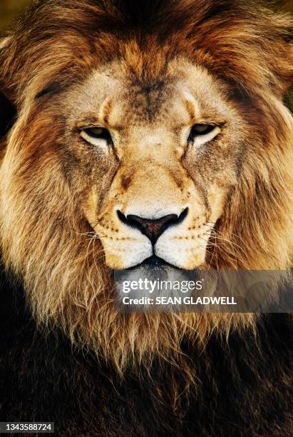 portrait of lion - mannetje stockfoto's en -beelden