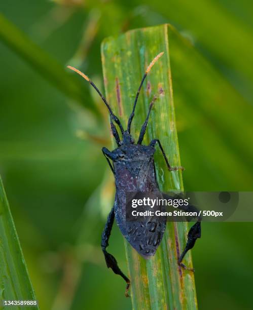 Kentucky Insect 38 Bugs Henderson Stock Photos, High-Res Pictures, and Images - Getty ...