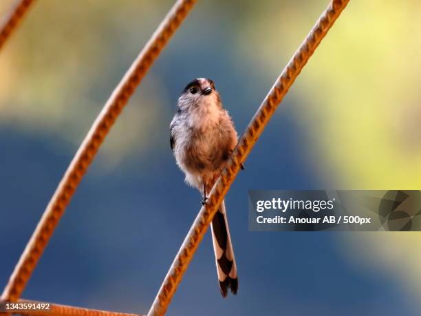 close-up of songpasserine bird perching on branch,ador,valencia,spain - ador valencia stock pictures, royalty-free photos & images
