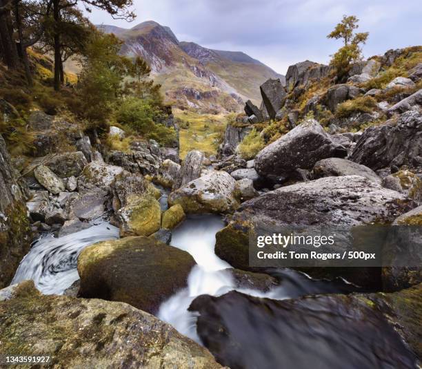 scenic view of stream flowing through rocks in forest,capel curig,united kingdom,uk - tom rogers stock pictures, royalty-free photos & images