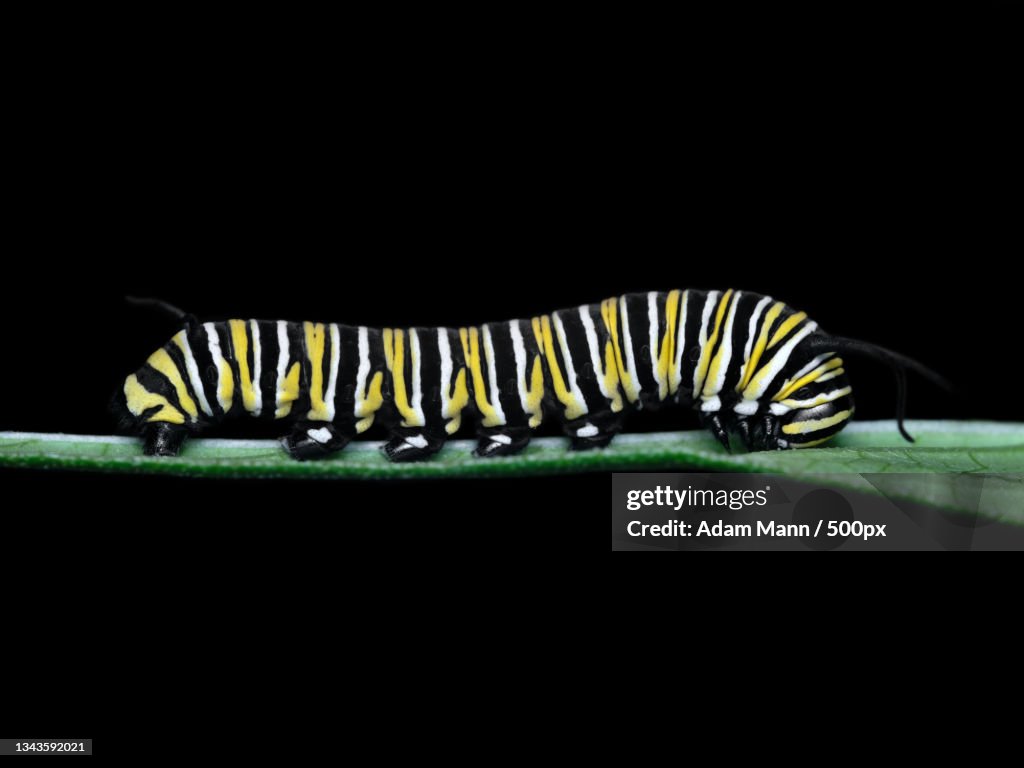 Close-up of caterpillar on plant against black background,Charter Twp of Clinton,Michigan,United States,USA