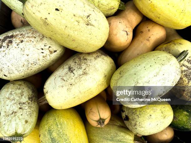 heap of fresh organic spaghetti squash & butternut squash - spaghetti squash stock pictures, royalty-free photos & images