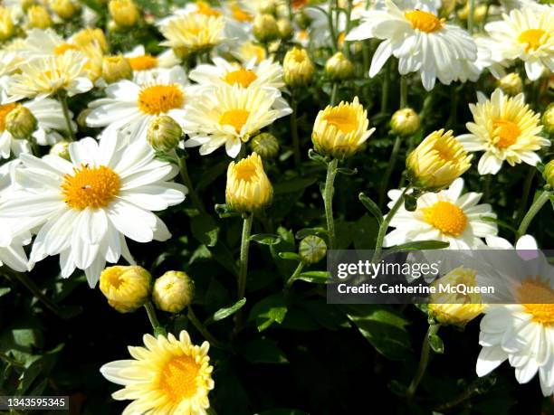 rows of oversized white & yellow garden chrysanthemums at the start of autumn - chrysanthemum superbum stock-fotos und bilder