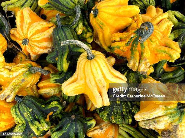 heap of fresh organic hybrid gourds, squash & pumpkins - genetically modified food stock pictures, royalty-free photos & images