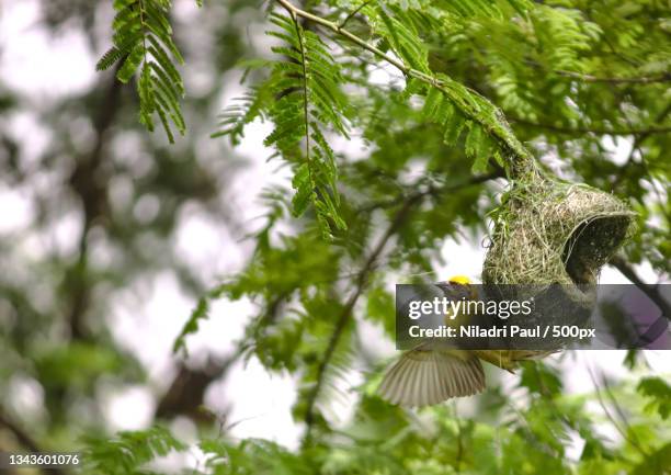 low angle view of birds perching on tree,pune,maharashtra,india - niladri paul stockfoto's en -beelden