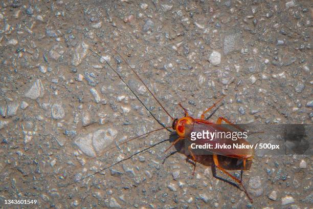 american cockroach - periplaneta americana,bulgaria - american cockroach stock pictures, royalty-free photos & images