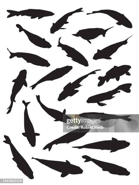 koi fish silhouettes - carp stock illustrations