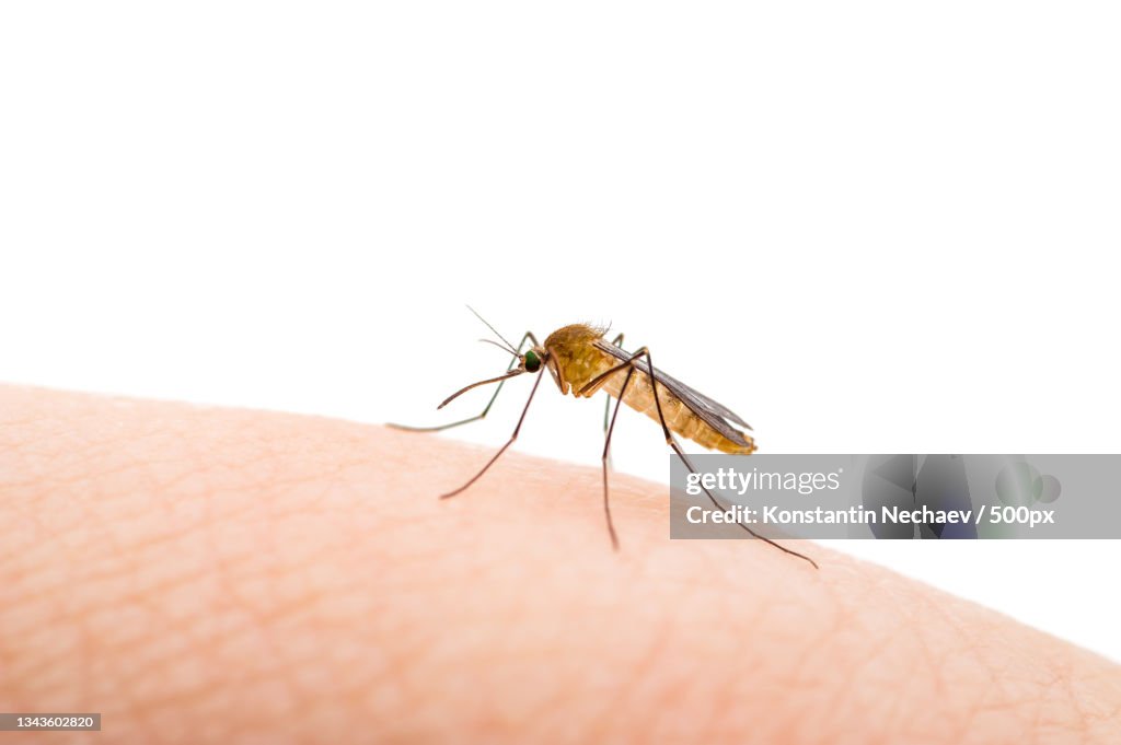Close-up of insect on hand against white background