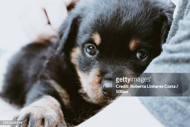 close-up portrait of puppy,aquiraz,brazil - aquiraz stockfoto's en -beelden