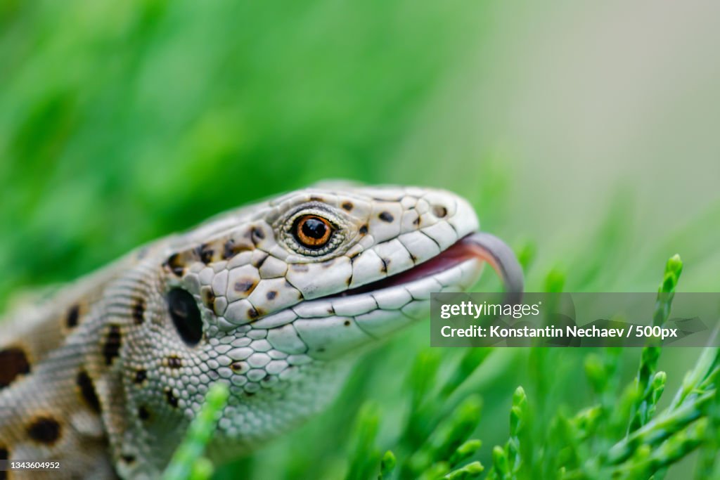 Close-up of iguana on field