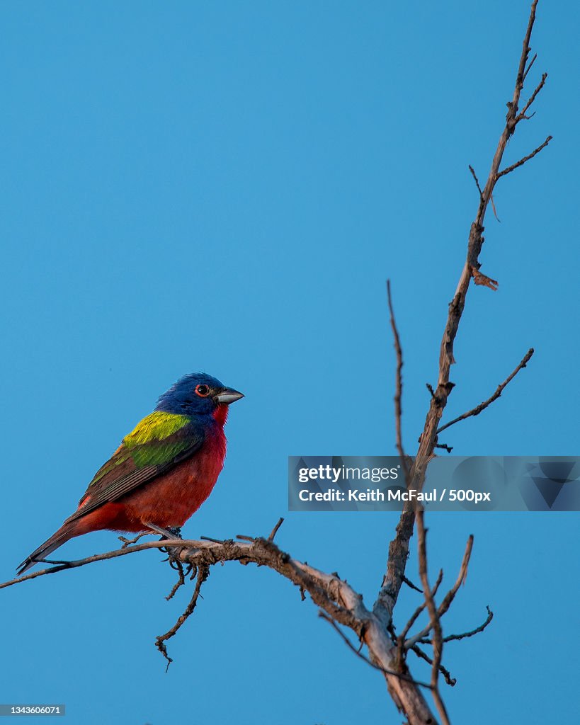 Low angle view of kingfisher perching on branch against clear blue sky,Comanche County,Oklahoma,United States,USA