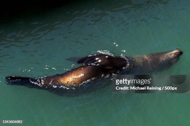 high angle view of seal swimming in sea,san francisco,california,united states,usa - baía de são francisco imagens e fotografias de stock
