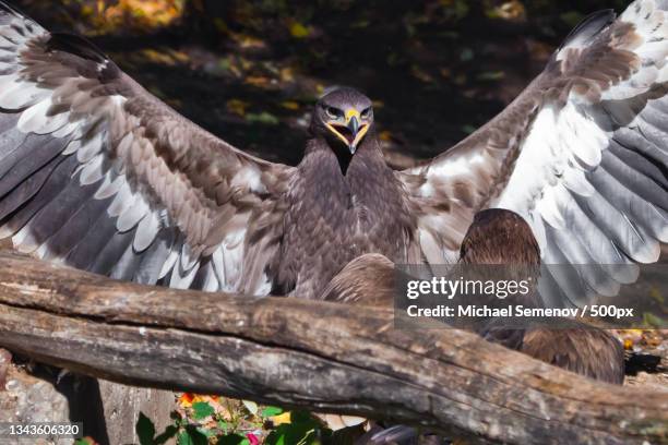 close-up of birds perching on branch - crying eagle stock pictures, royalty-free photos & images