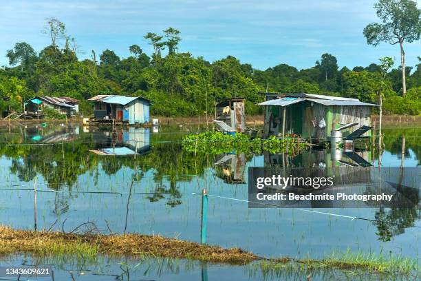 scenic view of sibu rural scenery during rice planting season in sibu, sarawak, malaysian borneo - sibu river stock pictures, royalty-free photos & images