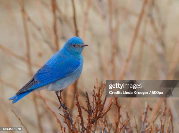 close-up of songbird perching on branch,larimer county,colorado,united states,usa - berghüttensänger stock-fotos und bilder