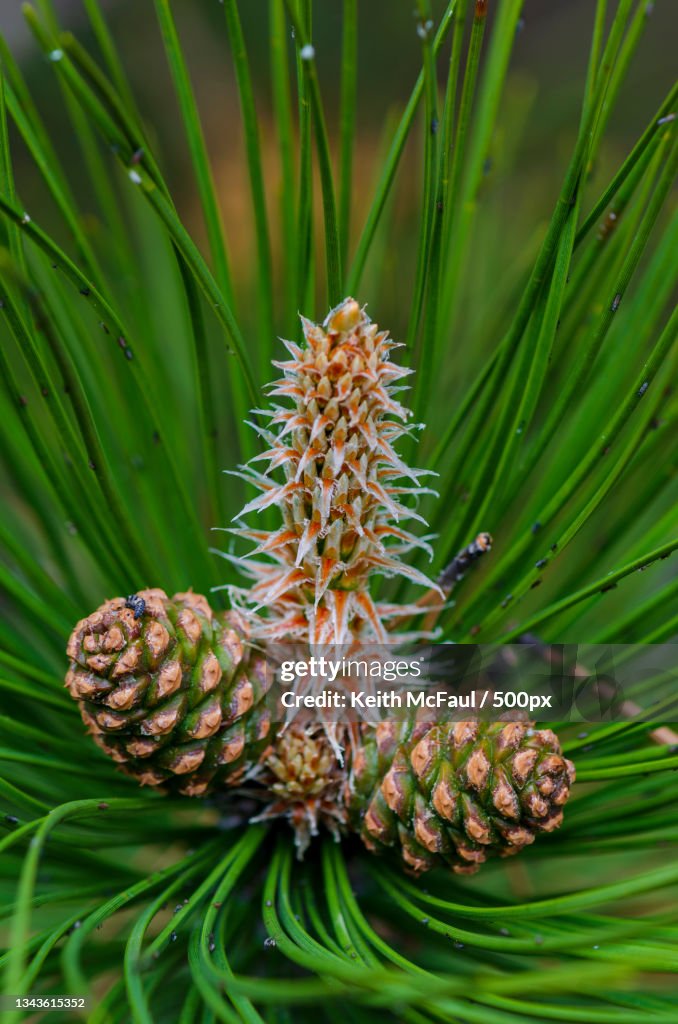 Close-up of pine tree,Denver,Colorado,United States,USA