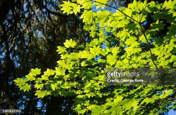 404 Temperate Deciduous Forest Photos and Premium High Res Pictures - Getty  Images