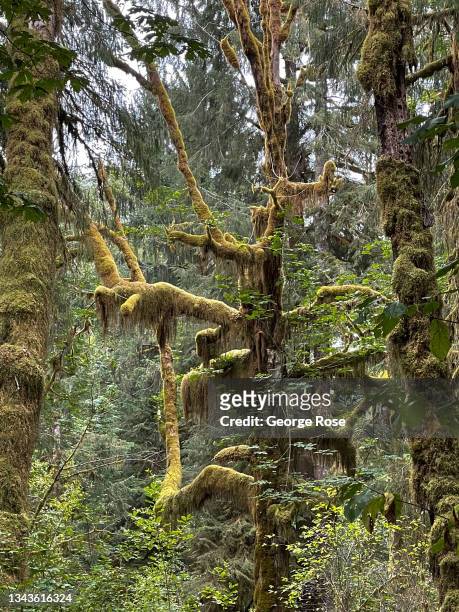 Moss-covered cedar, hemlock, spruce, and bigleaf maple trees of the lush, primeval Quinault Rain Forest are viewed on a drizzly day on September 16...