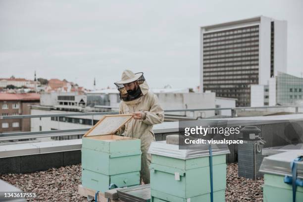beekeeper working on rooftop - beekeeper tending hives stock pictures, royalty-free photos & images