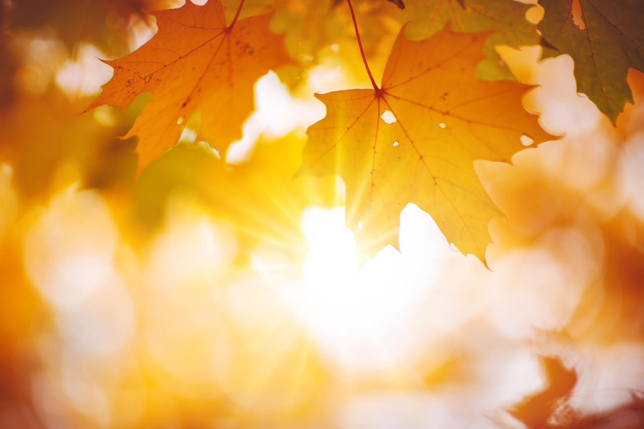autumn leaves solar