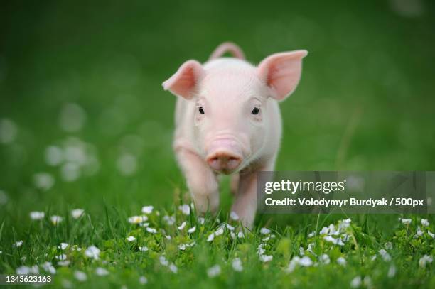 cute baby pig close up - 子豚 ストックフォトと画像