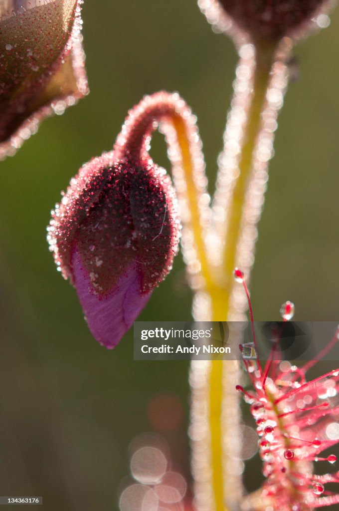 Close-up of closed pink/purple sundew flowers (Drosera cistiflora - Snotrosie), showing sticky substance that traps insects that form diet of this carniverous plant, Elsies Peak, Table Mountain National Park, Cape Town, Western Cape, South Africa