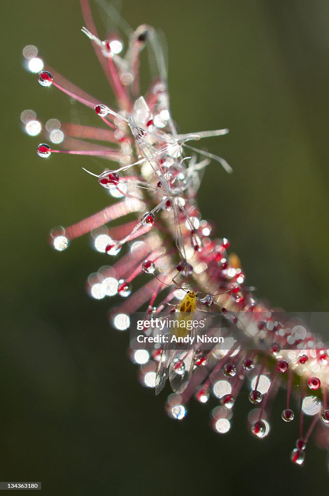 Close-up of sundew leaf (Drosera cistiflora - Snotrosie), showing flying insect trapped in sticky substance on leaves of this carniverous plant, Elsies Peak, Table Mountain National Park, Cape Town, Western Cape, South Africa