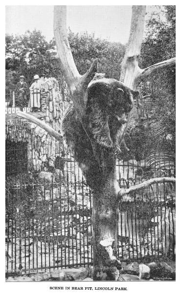 old engraving illustration of chicago in the 19th century, columbian exposition in chicago in 1893 - scene in bear pit, lincoln park, chicago - zoo art stock pictures, royalty-free photos & images