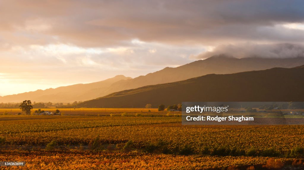Sunrise over the vineyards, Worcester area, Breede River Valley, Western Cape Province, South Africa