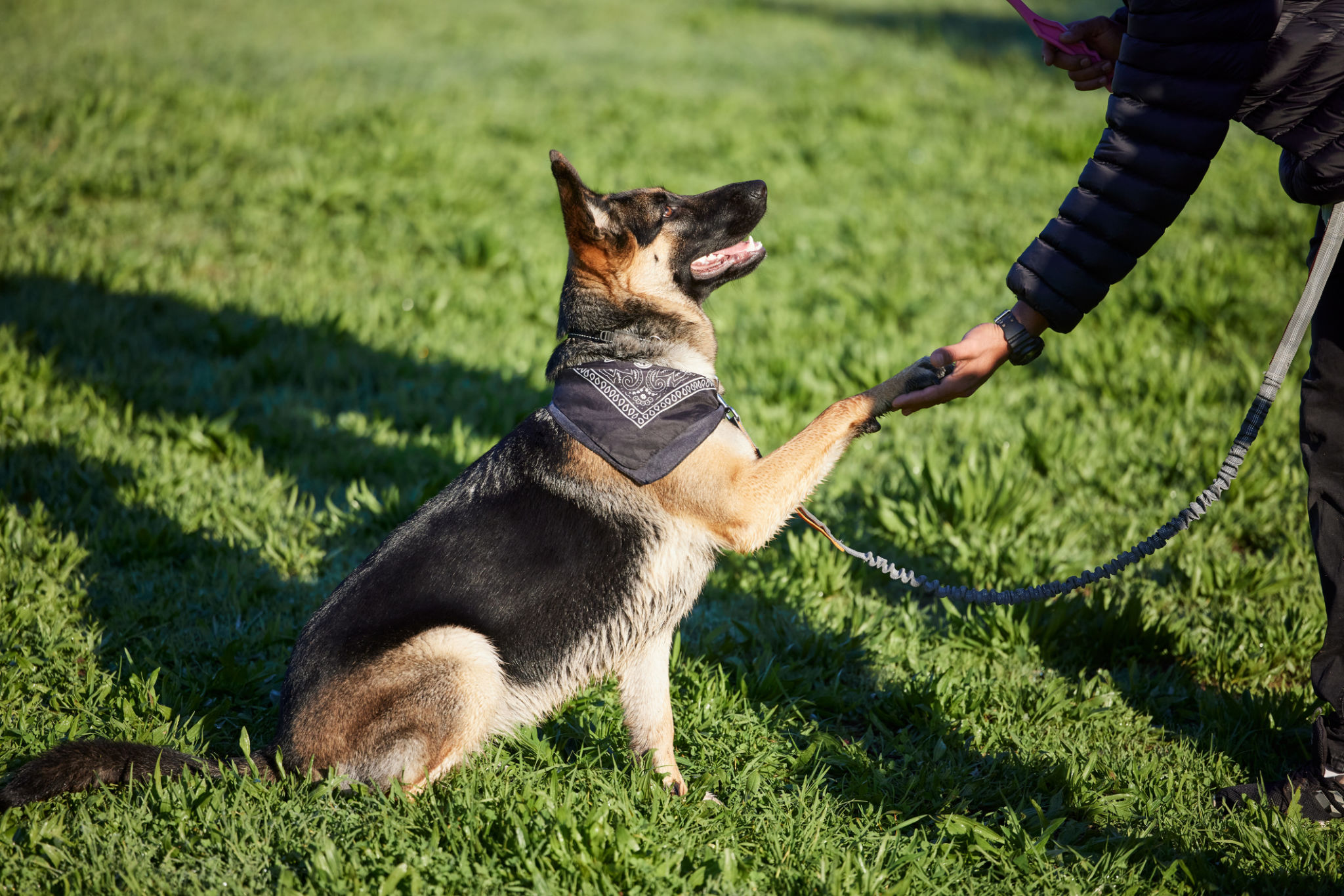 german shepherd training