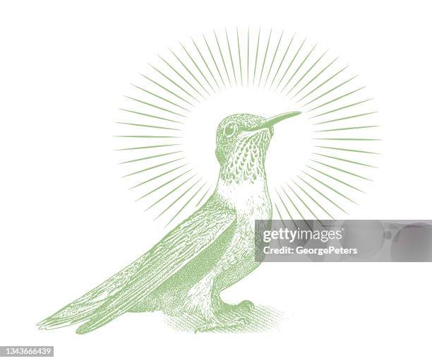smiling ruby throated hummingbird - ruby throated hummingbird stock illustrations