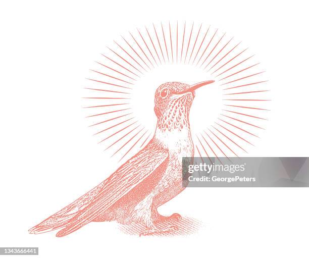 smiling ruby throated hummingbird - ruby throated hummingbird stock illustrations