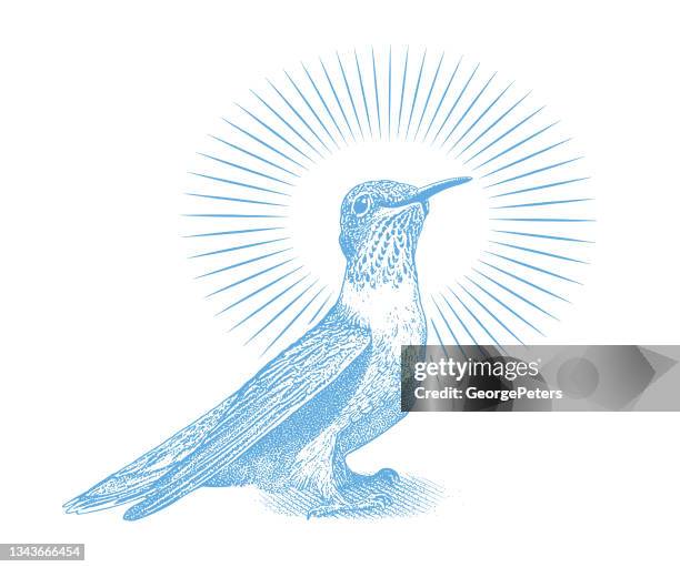 smiling ruby throated hummingbird - ruby throated hummingbird stock illustrations
