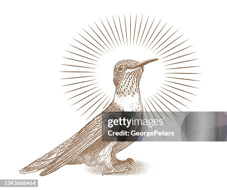 Smiling Ruby Throated Hummingbird Smiling Ruby Throated Hummingbird