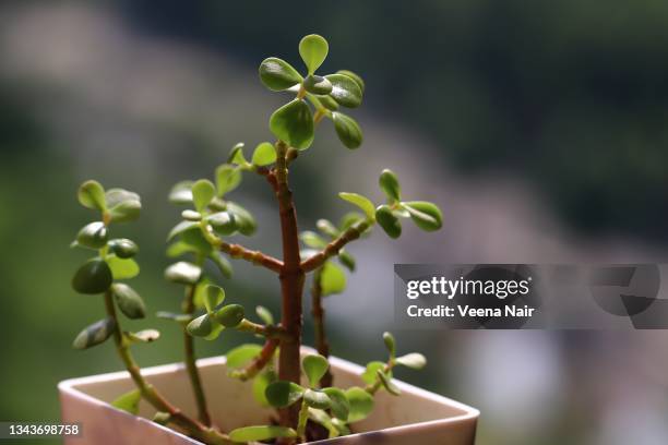 jade plant in a white flower pot on a window sill - crassula stock pictures, royalty-free photos & images