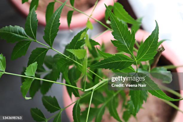 neem tree/azadirachta indica/indian lilac growing in a flower pot/home balcony garden - ニーム ストックフォトと画像