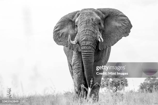 an elephant, loxodonta africana, walks towards the camera, low angle, black and white. - sabi sands reserve stock pictures, royalty-free photos & images