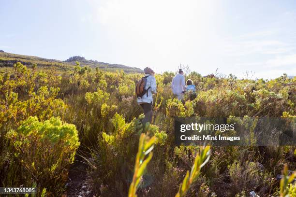 family hiking a nature trail, phillipskop nature reserve, stanford, south africa. - fynbos stock-fotos und bilder