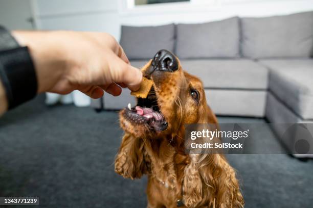 treats for a good boy! - dog biscuit stock pictures, royalty-free photos & images