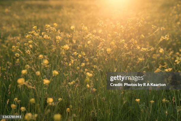 meadow buttercups back lit by the setting sun - buttercup stock pictures, royalty-free photos & images