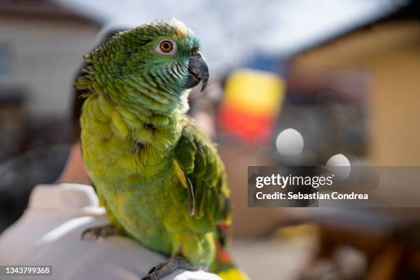 parrot carried on the shoulder, outdoors, attached to the partner . - threatened species stock-fotos und bilder