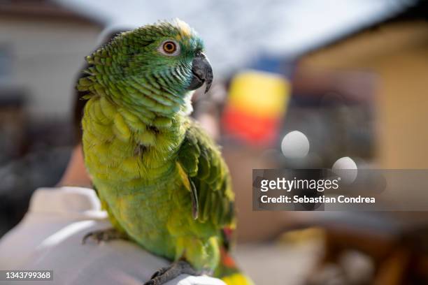 parrot carried on the shoulder, outdoors, attached to the partner . - papegoja bildbanksfoton och bilder
