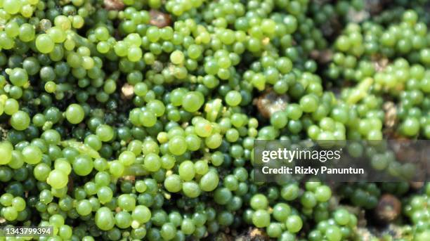 full frame of sea ​​grapes - grape seed stock pictures, royalty-free photos & images