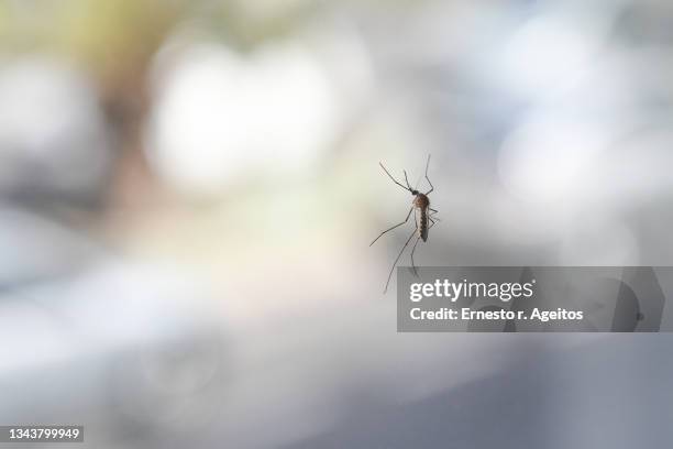 mosquito perched on a window - zanzara foto e immagini stock