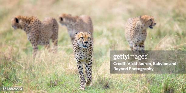 beautiful panoramic of  coalition of four cheetah males on the hunt at maasai mara, kenya - coalition stock pictures, royalty-free photos & images