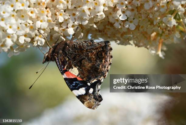red admiral - butterfly bush stock pictures, royalty-free photos & images